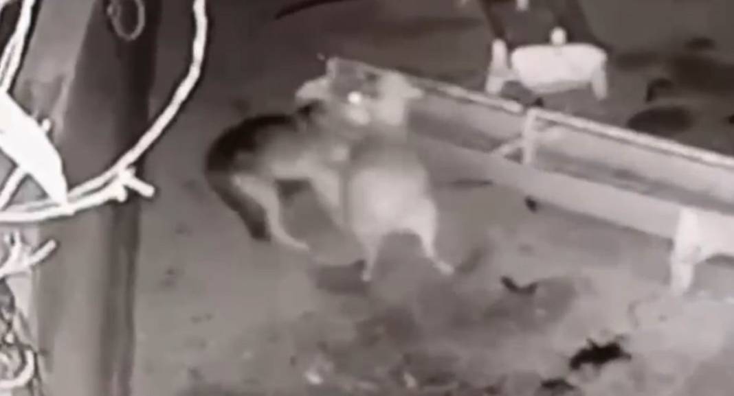 Konya'da ağıla giren kurtlar koyunları telef etti: Başıboş köpekler de boş durmadı! 3